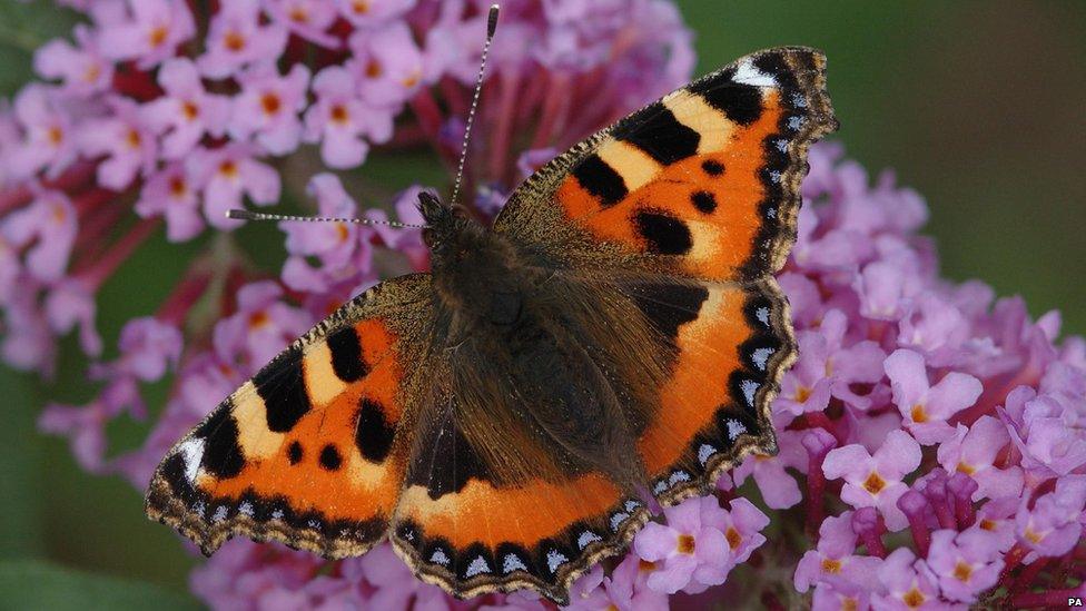 Small tortoiseshell butterfly