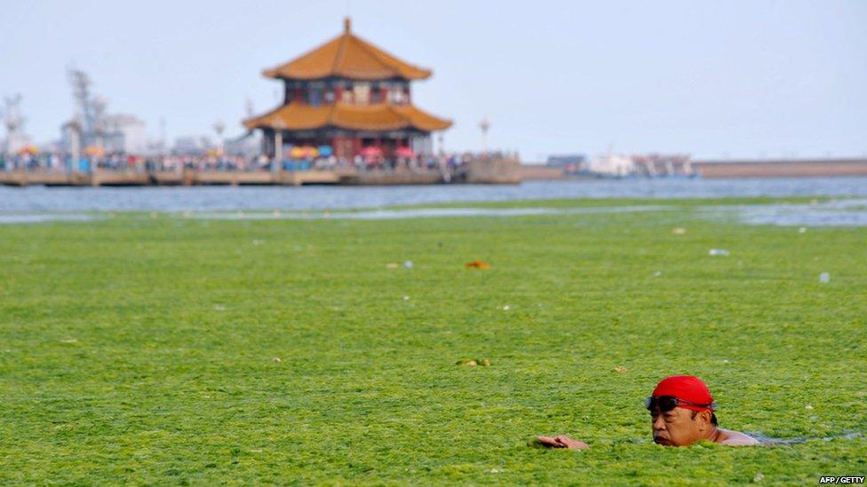 A man swimming through algae in eastern China