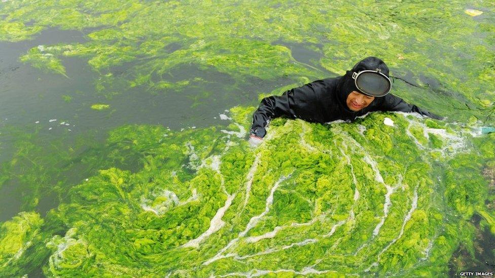 A man trying to clean up the algae in eastern China