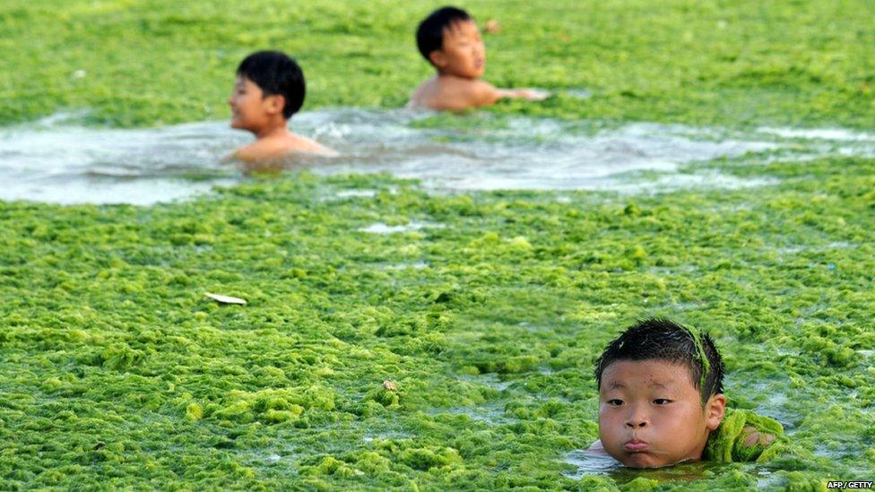 Children playing in the green algae in eastern China.