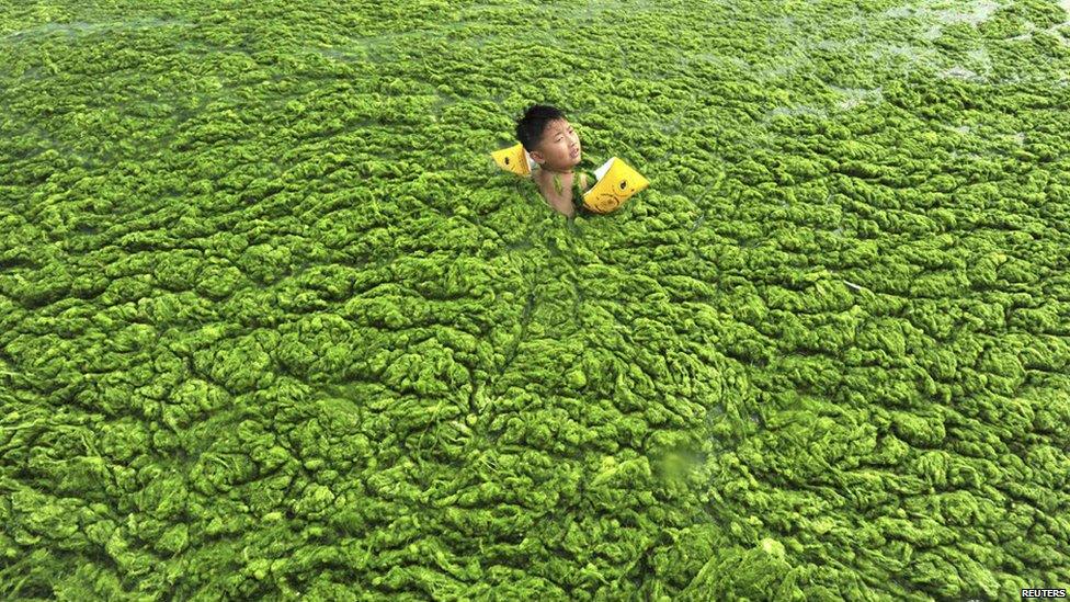 A child swimming in the green algae in the east of China.