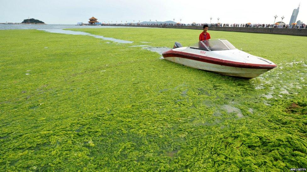 A man using a boat to get through the algae in eastern China.