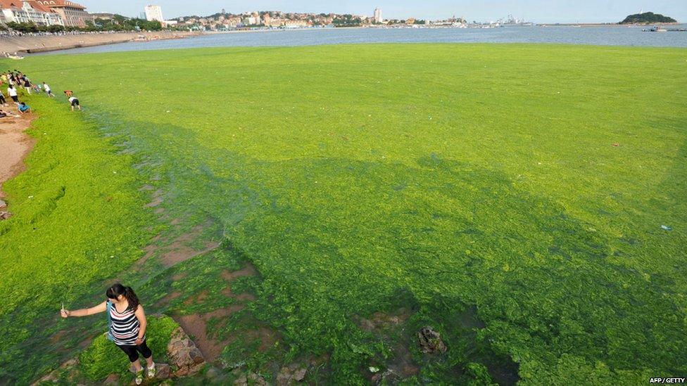 Local people looking at the algae bloom in eastern China.