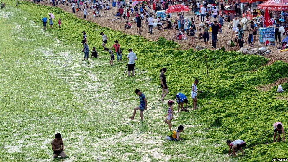 Local people looking at the algae bloom in eastern China.