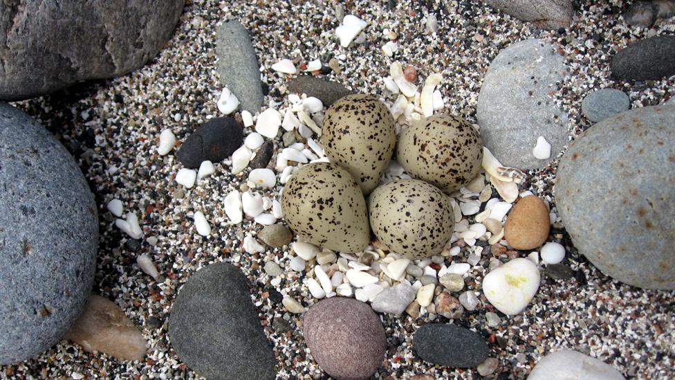 Oystercatcher's nest