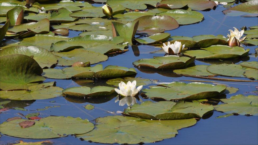 Water lilies floating on water