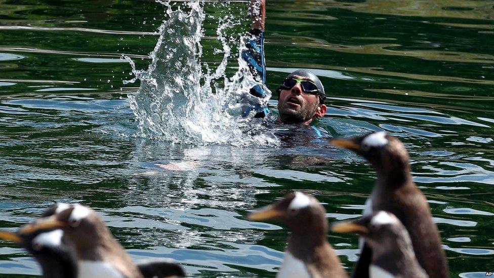 Rob Thomas, the conservation and research manager for the Royal Zoological Society of Scotland swims at the penguin enclosure