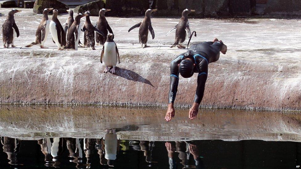 Rob Thomas, the conservation and research manager for the Royal Zoological Society of Scotland swims at the penguin enclosure