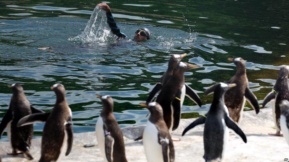 Rob Thomas, the conservation and research manager for the Royal Zoological Society of Scotland swims at the penguin enclosure
