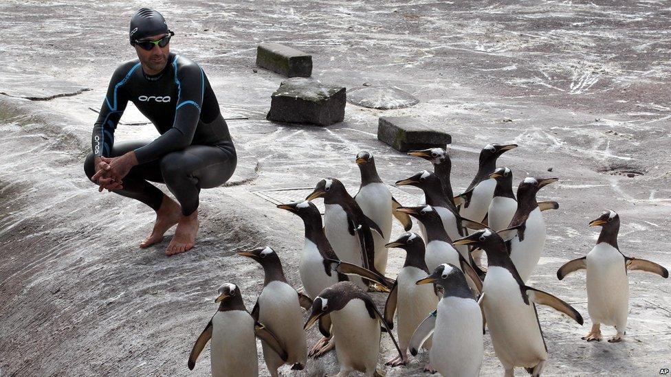 Rob Thomas, the conservation and research manager for the Royal Zoological Society of Scotland swims at the penguin enclosure