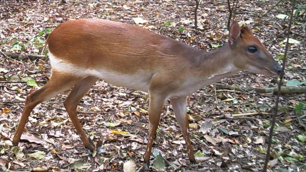 Aders’ duiker, a critically endangered forest antelope