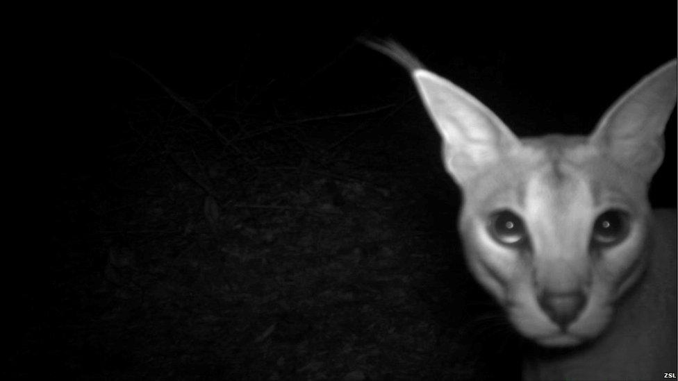 Caracal captured on a camera trap (Image: ZSL)