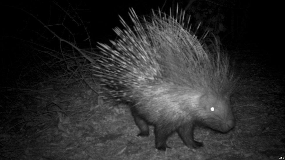Crested porcupine captured on a camera trap (Image: ZSL)