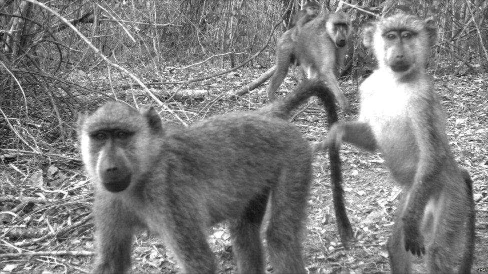 Yellow baboon group captured on a camera trap in Kenya (Image: ZSL)