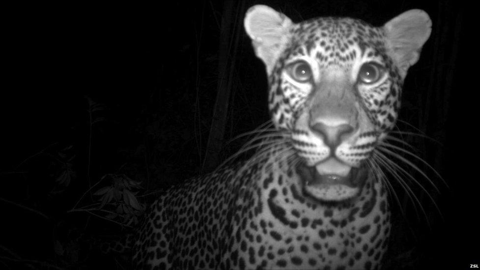 Leopard captured by a camera trap (Image: ZSL)