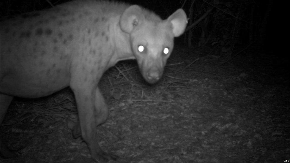 Spotted hyena captured on a camera trap (Image: ZSL)