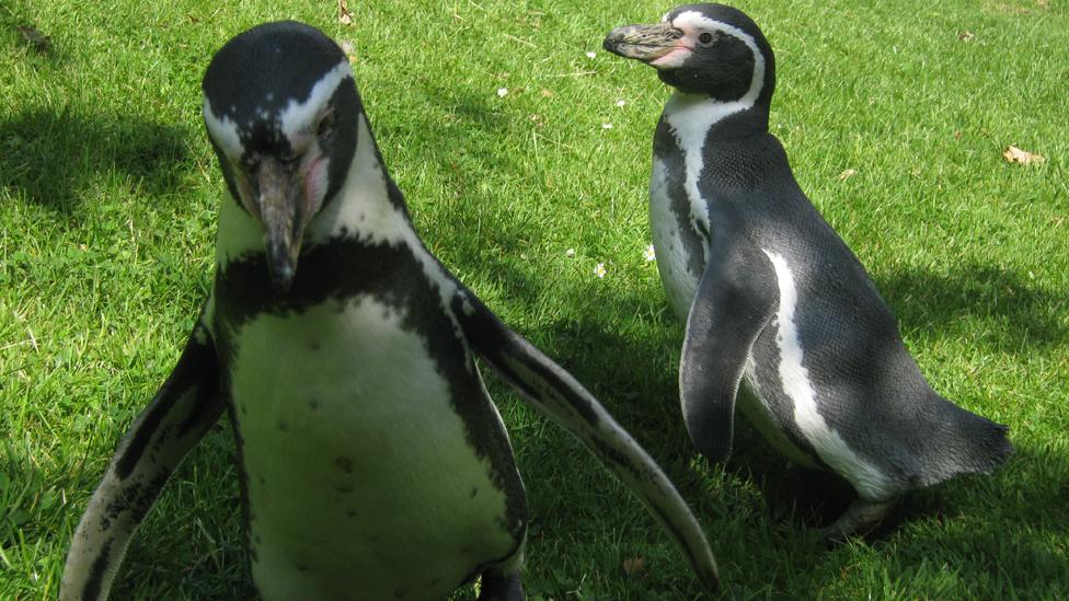 The penguins are really obedient to begin with - but lose interest the moment their tummys are full of fish!