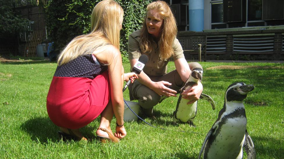 Emma trains them using a buzzer - and a tasty piece of fish as a reward.