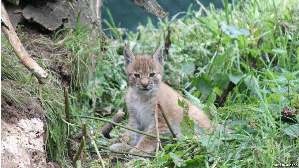 A lynx cub at Whipsnade Zoo