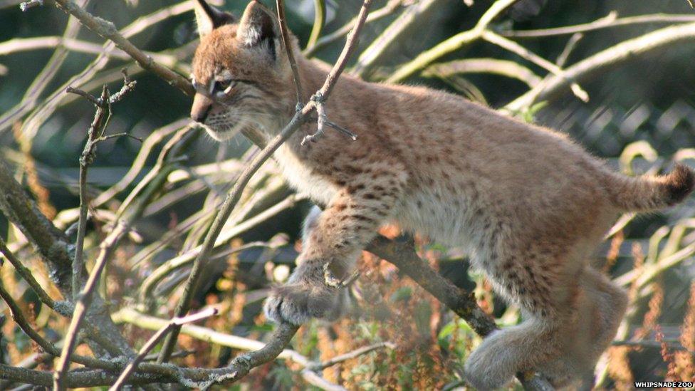 A lynx cub at Whipsnade Zoo