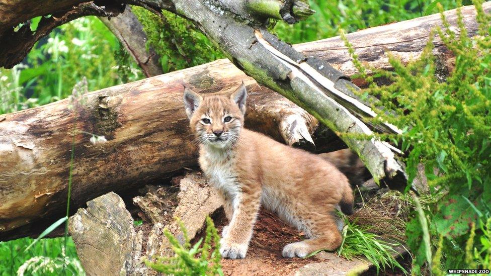 A lynx cub at Whipsnade Zoo