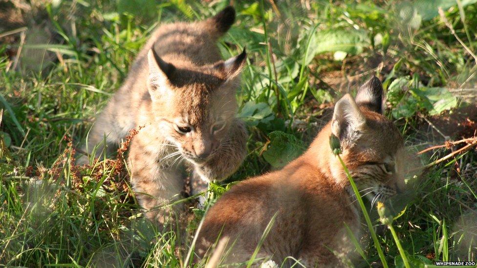 Two lynx cubs at Whipsnade Zoo