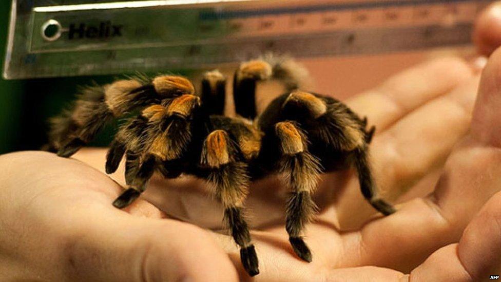 Tarantula on a hand being measured by a ruler