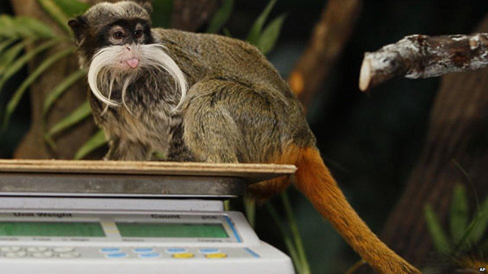 An emperor tamarin sitting on some weighing scales.