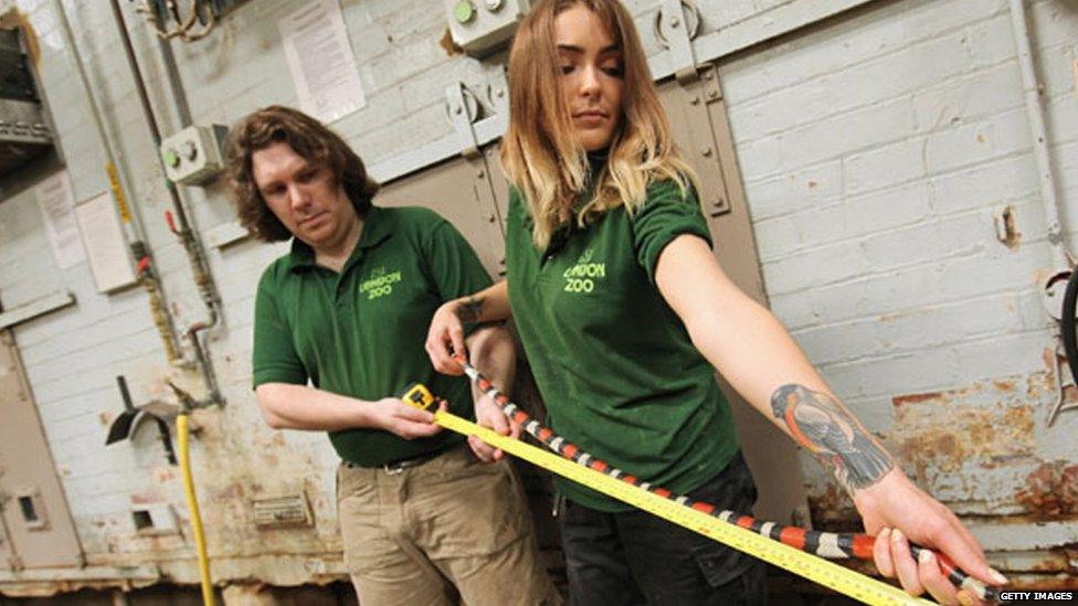 Zookeepers hold a tape measure up against a milk snake to check it's size.