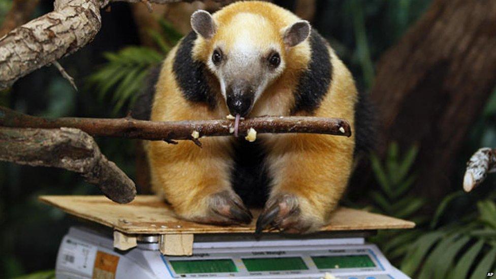 A tamandua licks a branch as it sits on some weighing scales.