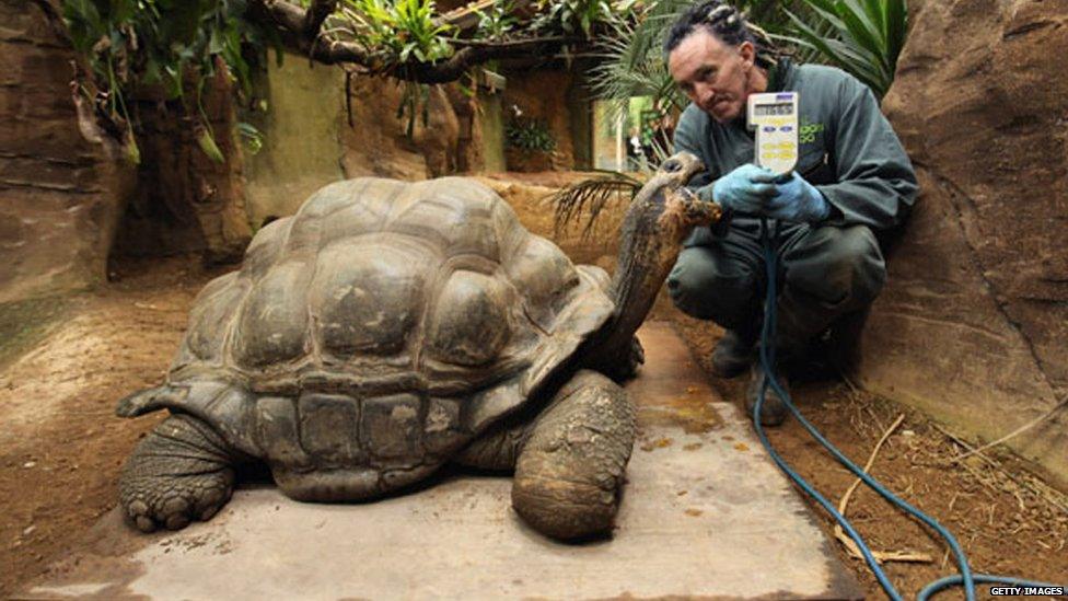 A Galapagos turtle stands on a scale whilst a zoo keeper holds up the scales digital display.