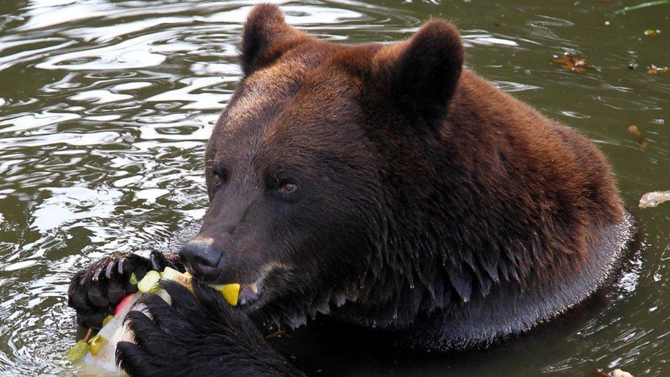 Homer the brown bear