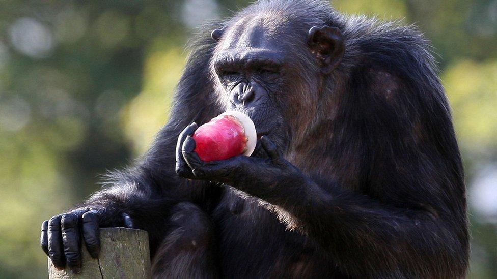 A chimpanzee keeping cool at Edinburgh Zoo