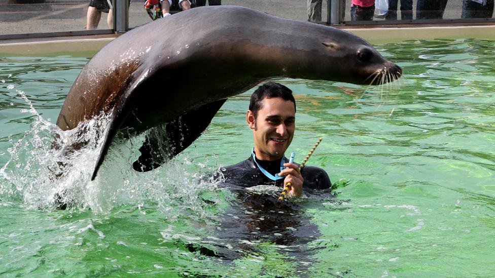 Sea lion Bella has fun in the sun