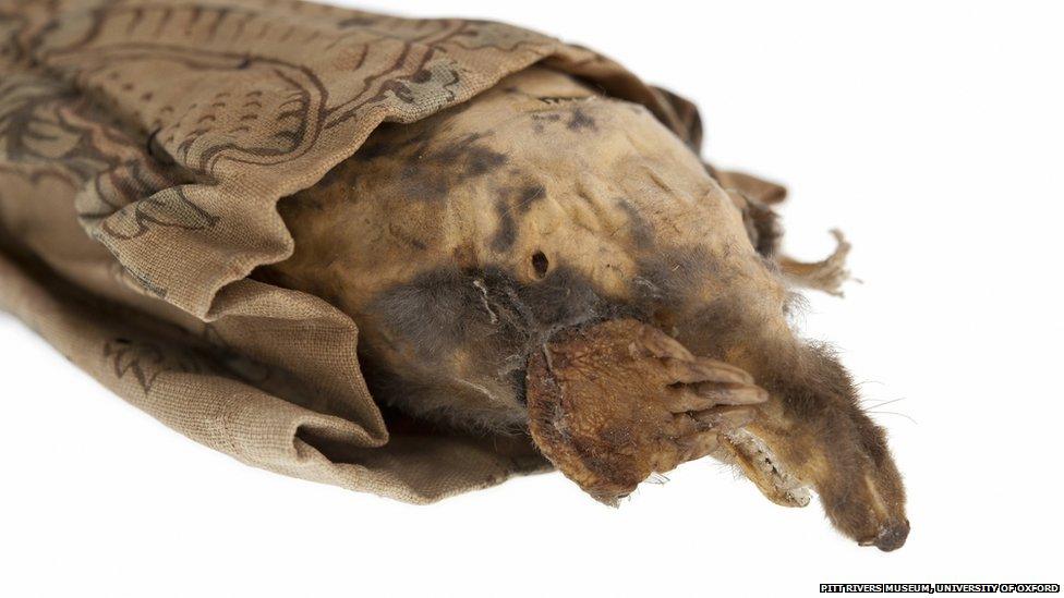 Dead mole in a bag