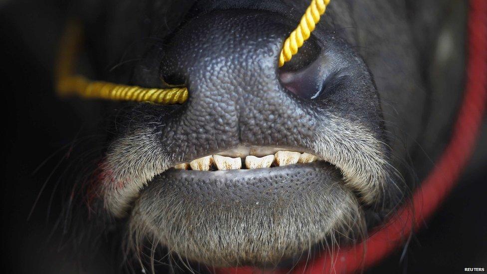 A buffalo's nose and bull ring