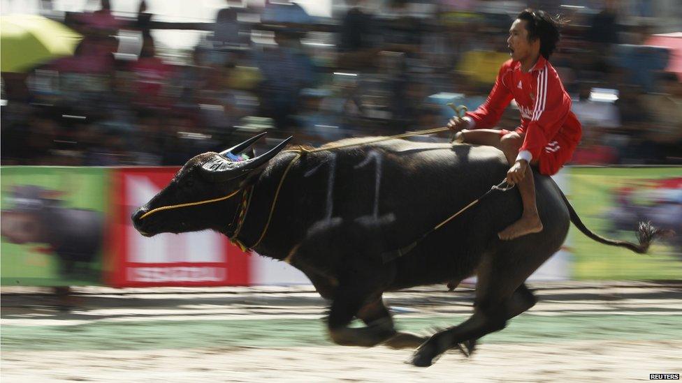 Jockey racing in the buffalo race festival