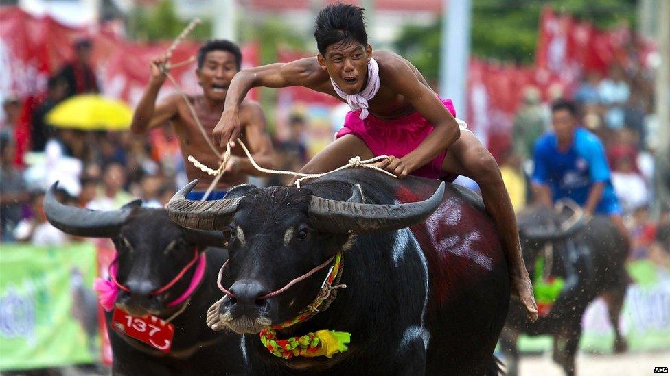 Jockey riding buffalo