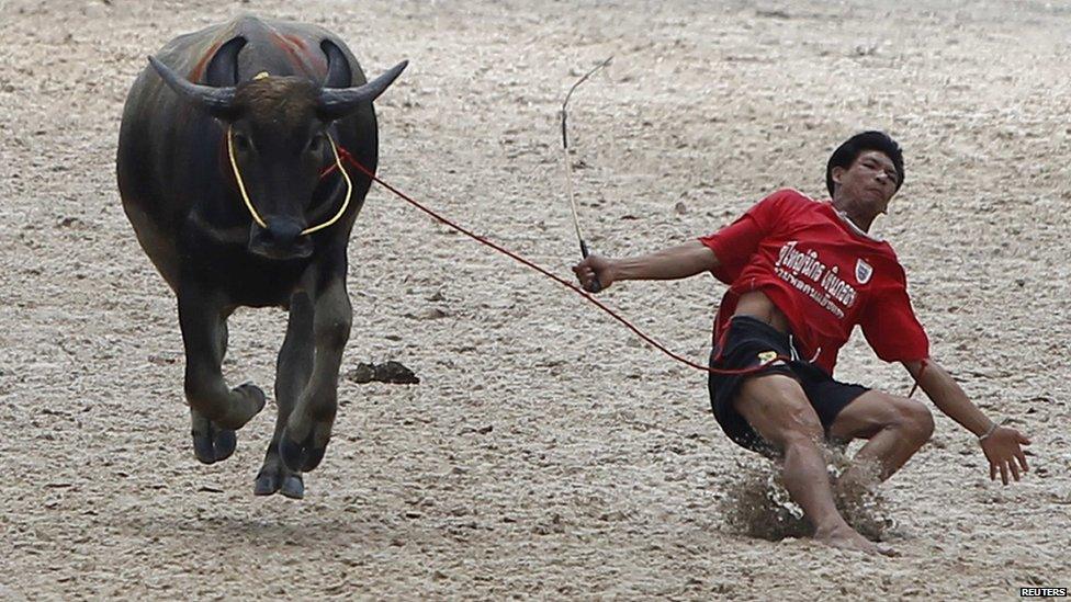 Jockey falling off the back of a buffalo