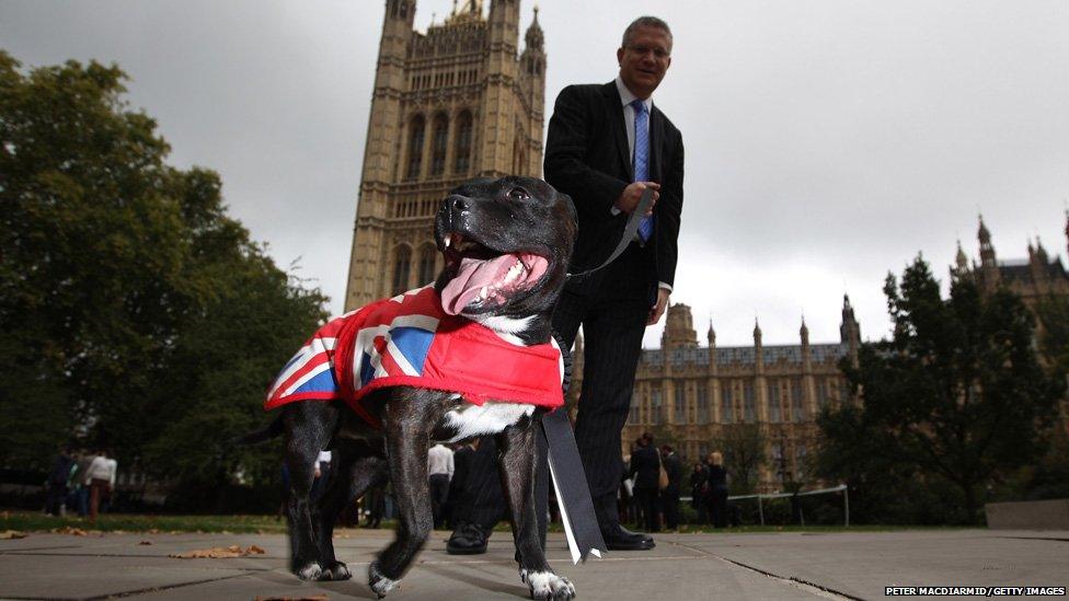 Andrew Rosindell MP walks with his Staffordshire Bull Terrier Buster in London, 13 October 2011