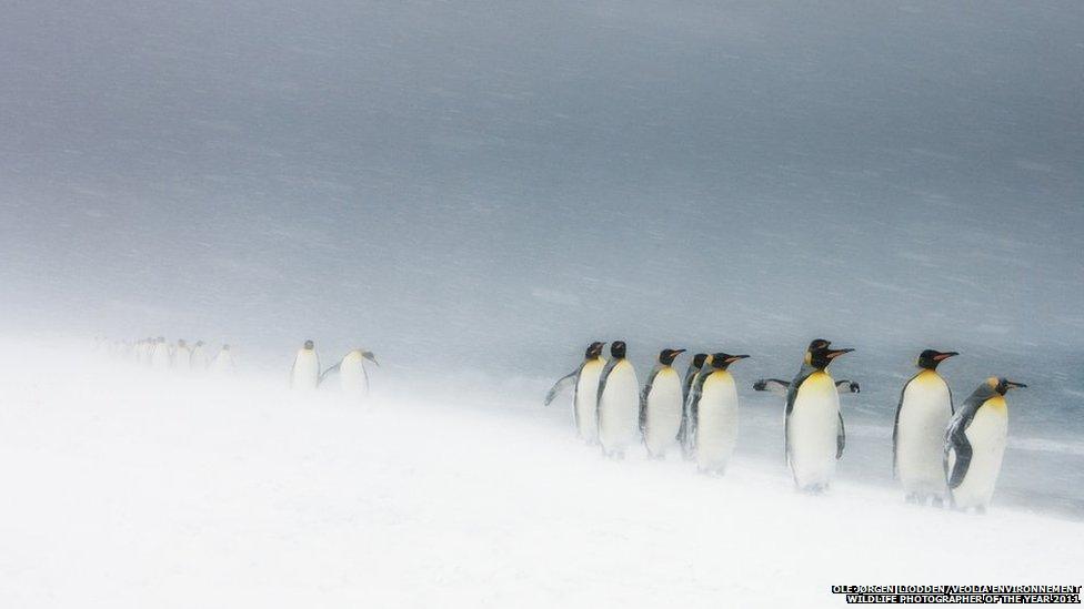 Ole Jørgen Liodden/Veolia Environnement Wildlife Photographer of the Year 2011