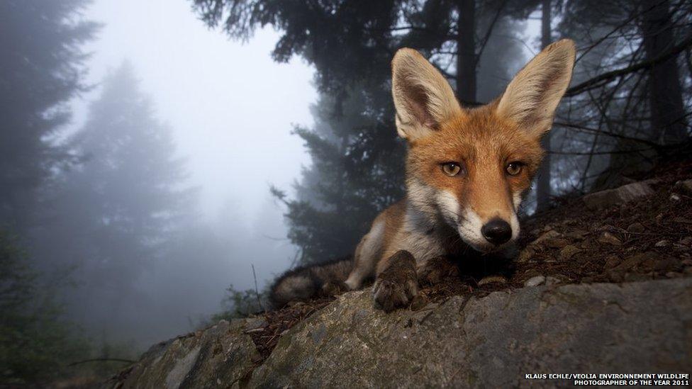 Klaus Echle/Veolia Environnement Wildlife Photographer of the Year 2011