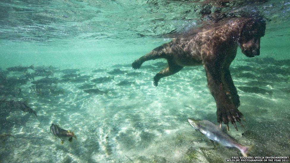 Paul Souders/Veolia Environnement Wildlife Photographer of the Year 2011