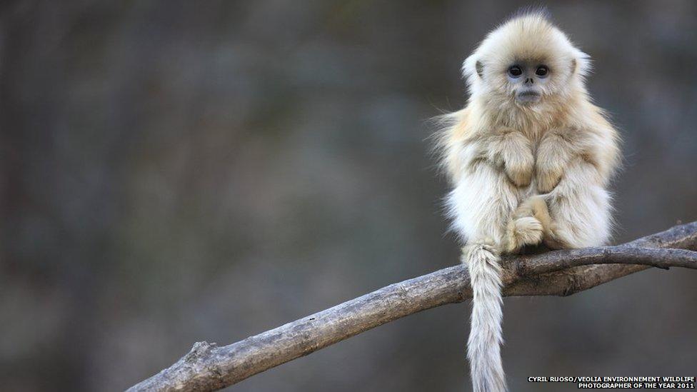Cyril Ruoso/Veolia Environnement Wildlife Photographer of the Year 2011