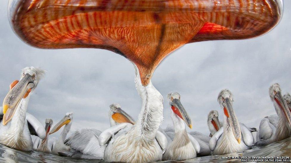 Bence Máté/Veolia Environnement Wildlife Photographer of the Year 2011