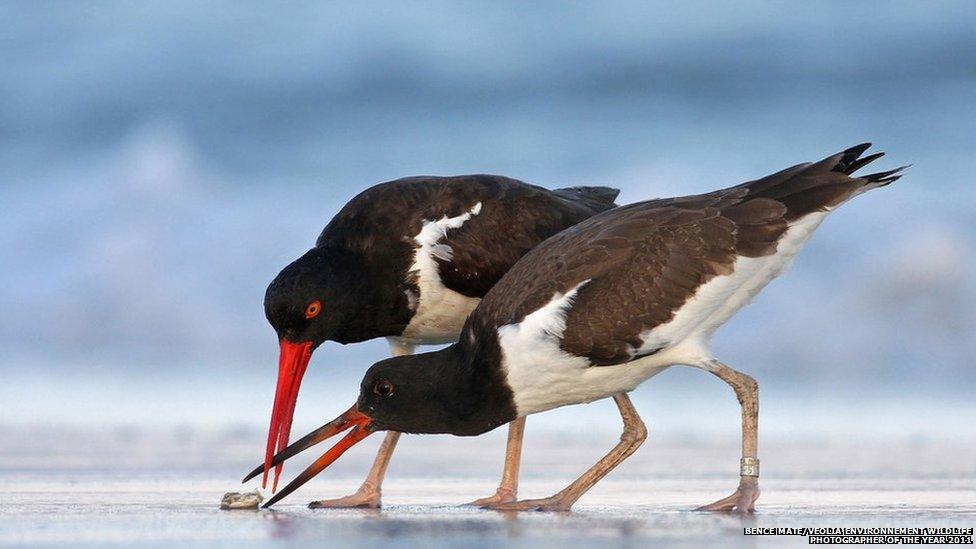 Bence Máté/Veolia Environnement Wildlife Photographer of the Year 2011