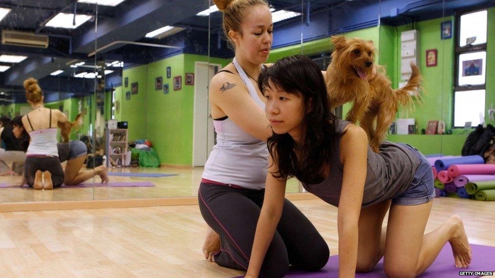 Dog yoga class