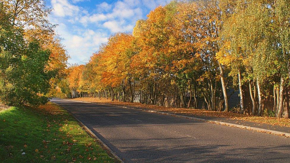 Autumn colours on trees on Currie Road, Galashiels