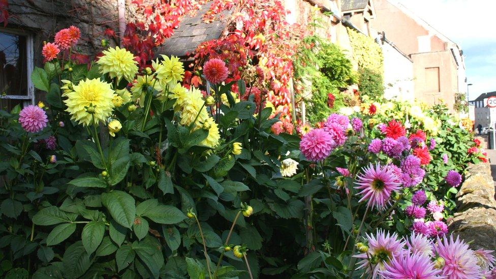 Dahlias in a garden in Errrol in Perthshire
