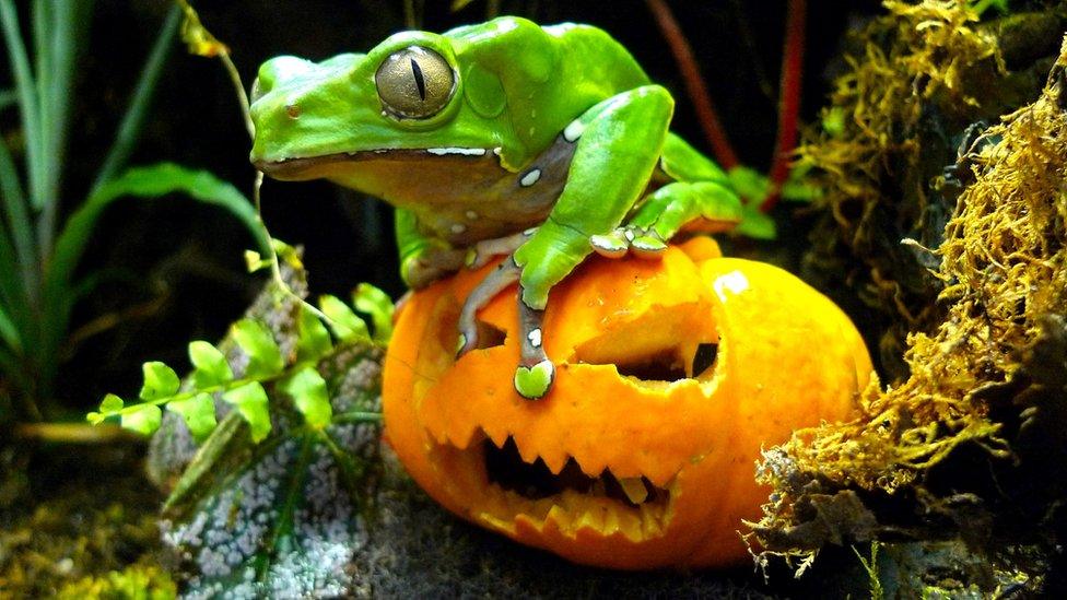 A frog on a pumpkin